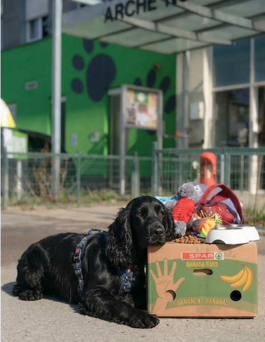 Schwarzer Hund 'Pongo' liegt neben einer Kiste voller Spielzeuge vor dem Tierheim Arche Noah in Graz.