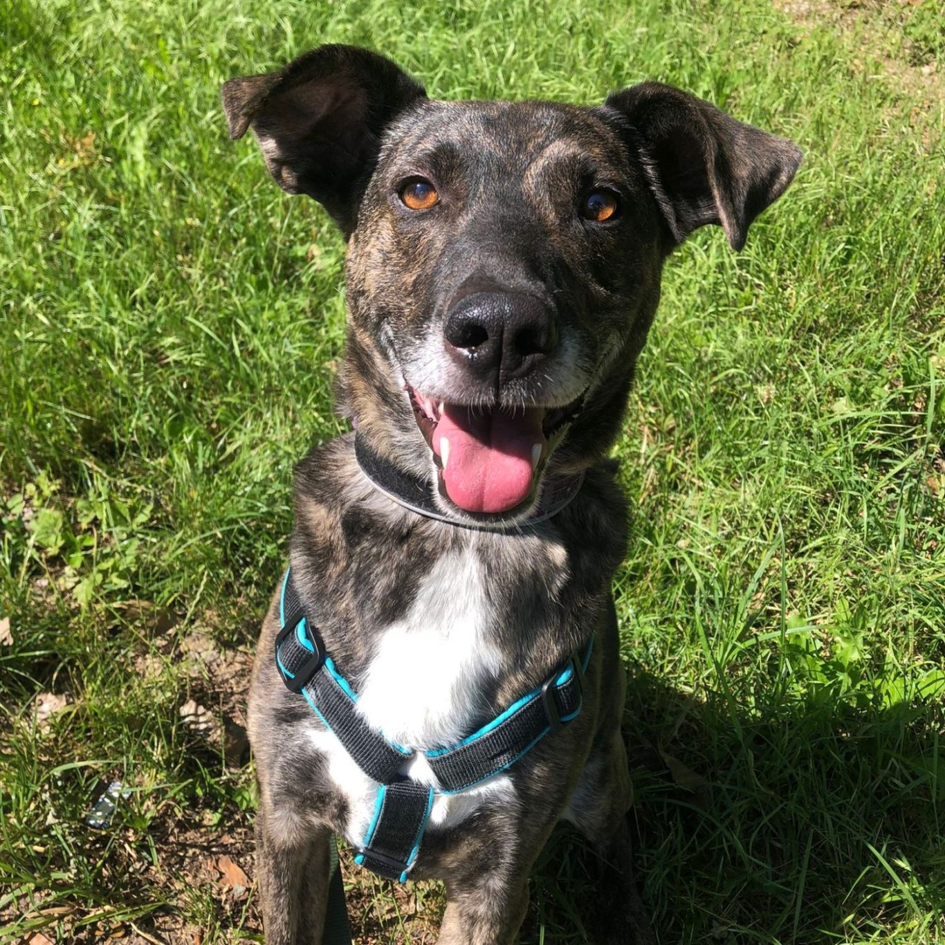 Ein brauner Hund mit weißen Flecken lächelt fröhlich in die Kamera.