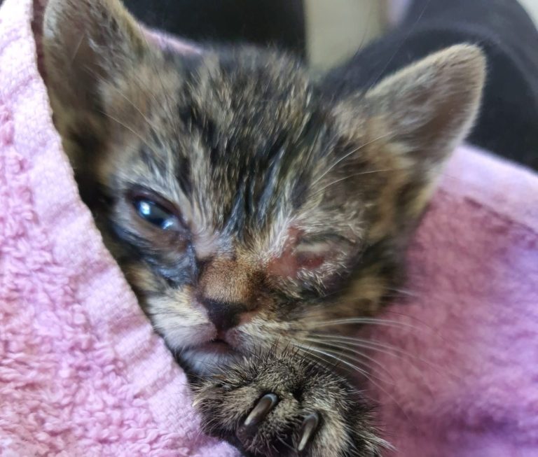 Verlohren und sich selbst überlassen. Eine getigerte Babykatze mit einer eiternden Augenpartie, in einem Handtuch.