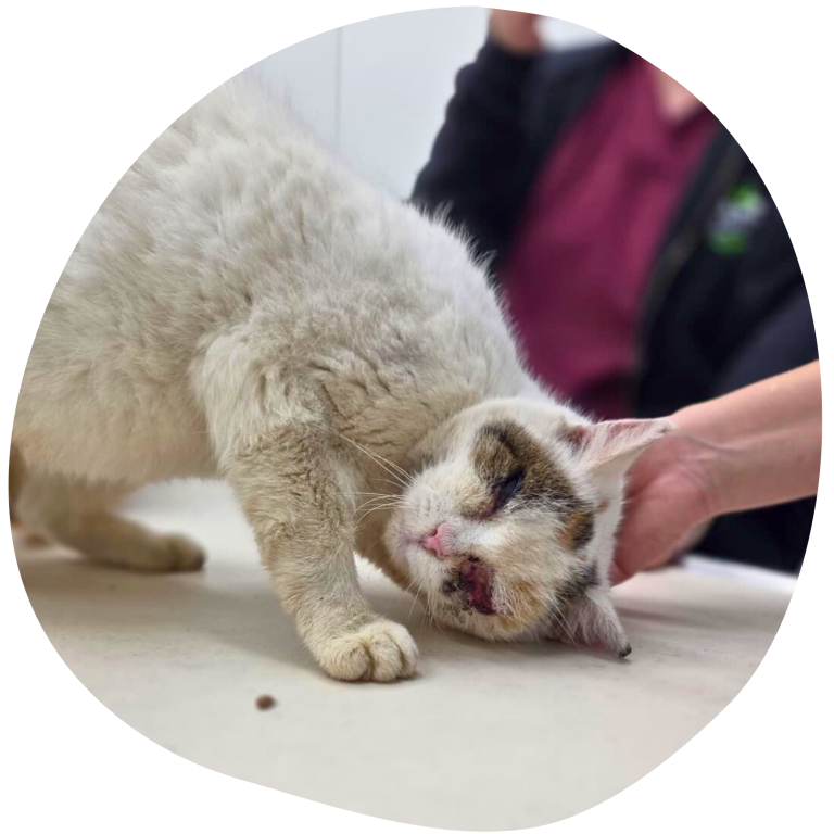 Die Katze Lametta lehnt ihren Kopf gegen eine Hand und genießt Streicheleinheiten.