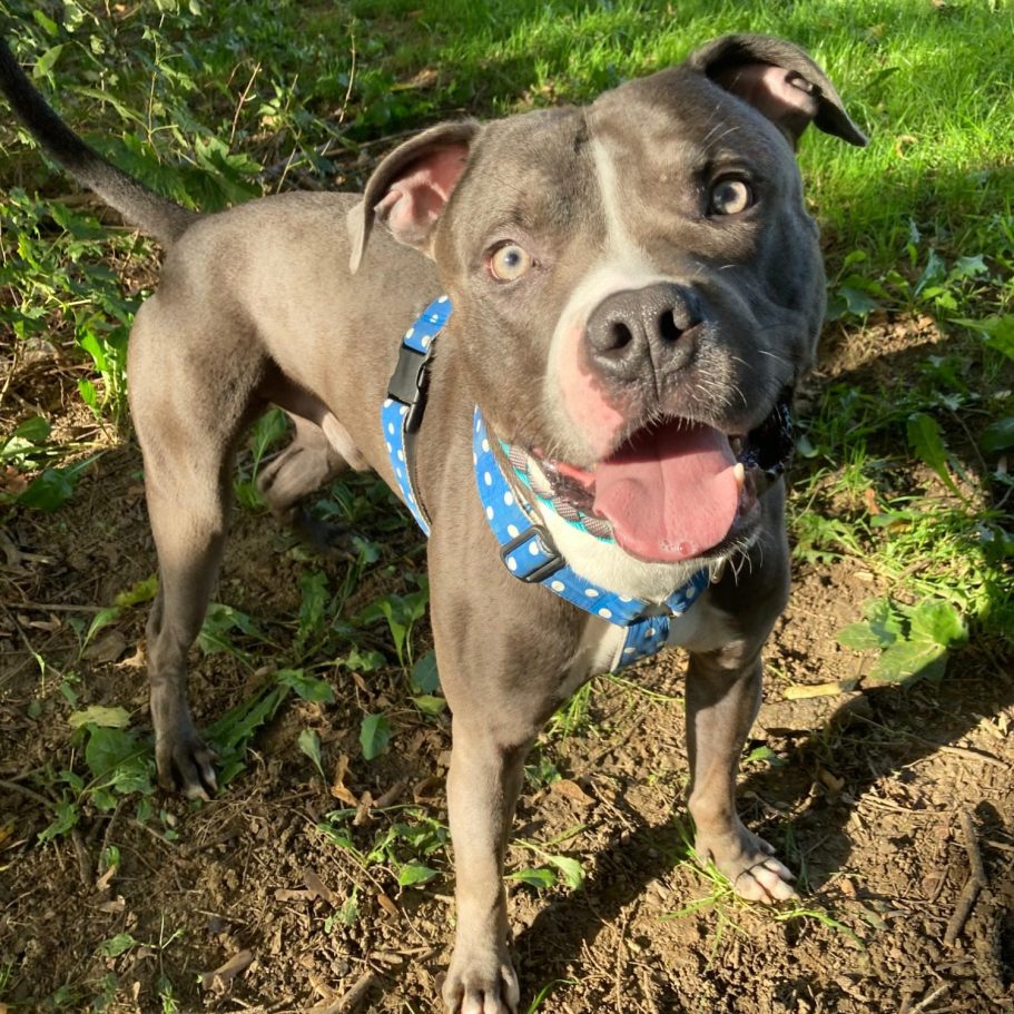 Rottweiler liegt entspannt auf dem Boden mit Laub im Park.