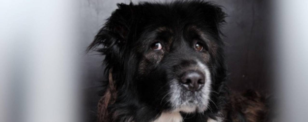 Ein schwarzer Hund mit traurigem Blick.