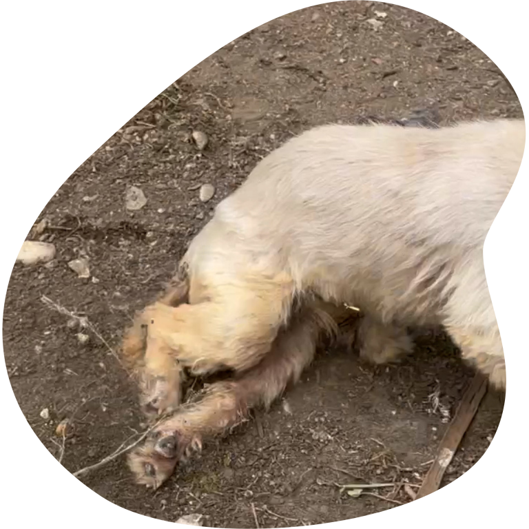 Flori braucht Hilfe - Arche Noah Auslandstierschutz Die glähmten Hinterbeine des kleinen, weißen Hundes Flori. Er liegt auf dem Boden.
