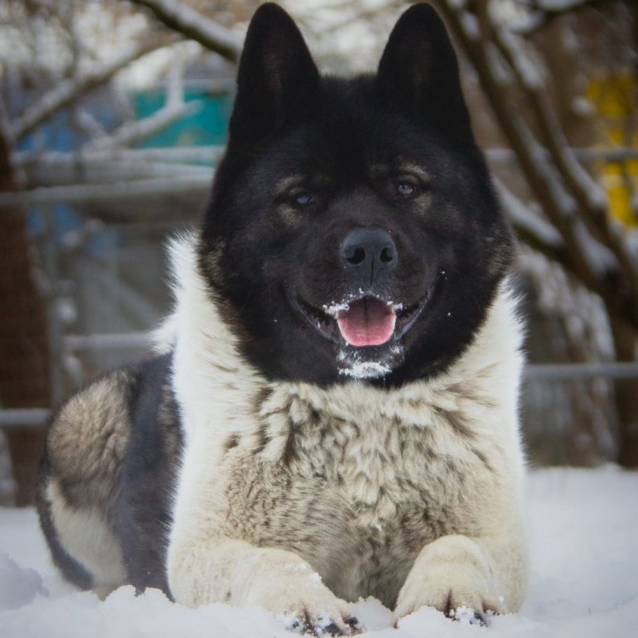Ein brauner Hund mit weißen Flecken lächelt fröhlich in die Kamera.