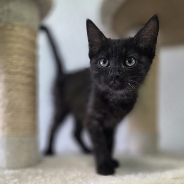 Katzenvergabe - Tierheim Arche Noah Schwarzes Kätzchen steht auf einem Katzenbaum und blickt neugierig.