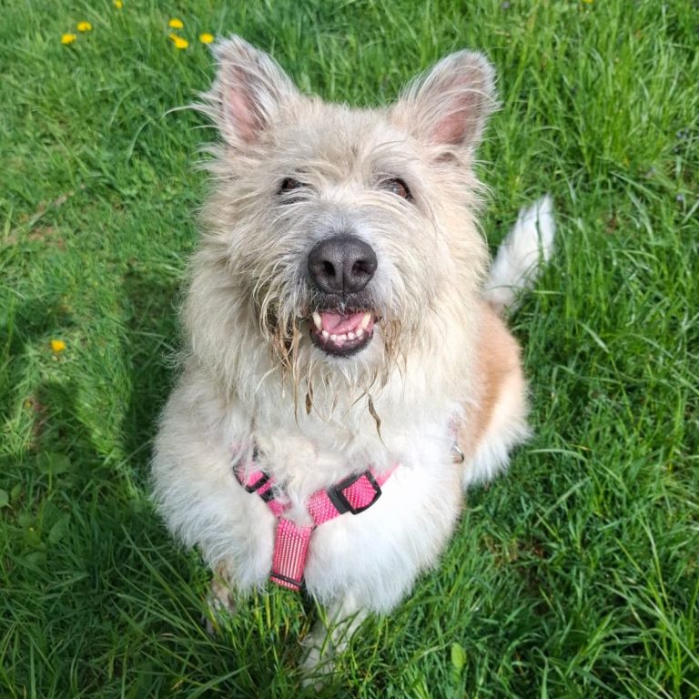 Graue Hündin mit fröhlichem Gesichtsausdruck, im Freien zwischen Laub.