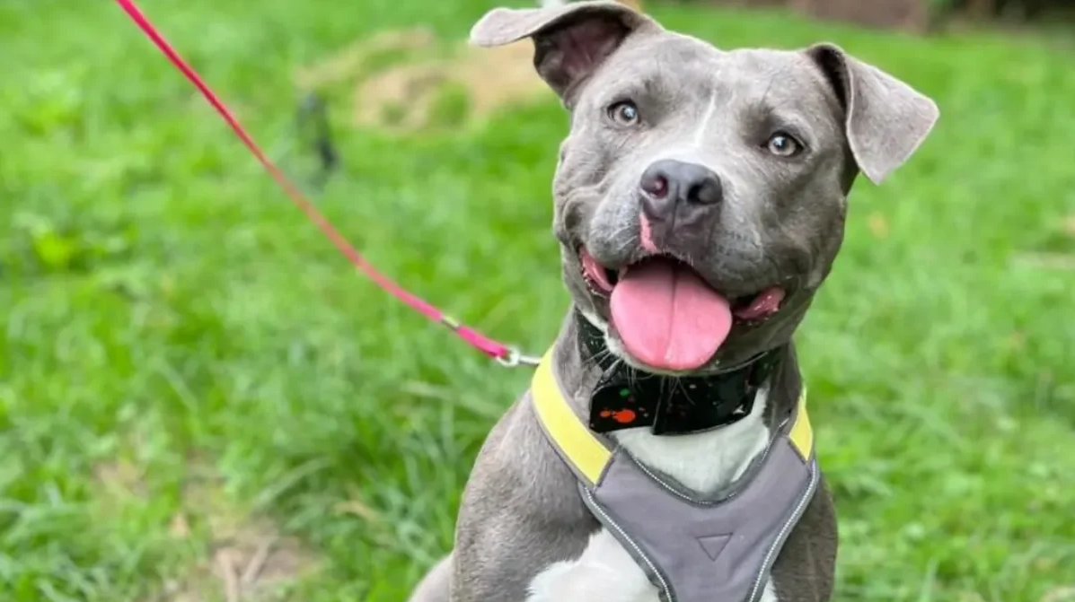 Ein fröhlicher Hund mit einem grauen Fell und einem pinken Geschirr auf grünem Gras.