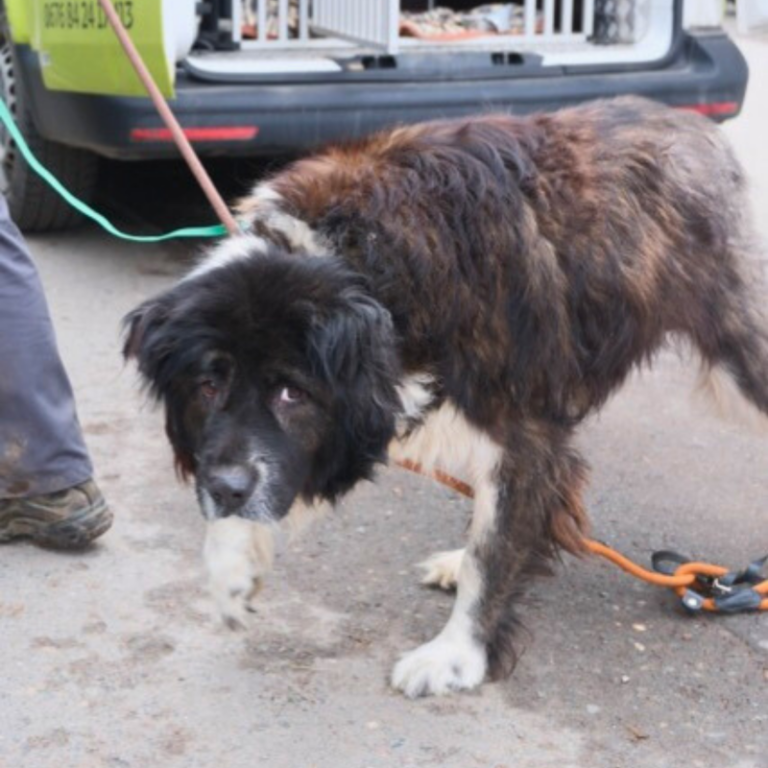 Ein brauner, mittelgroßer Hund mit zotteligem Fell steht an einer Leine.