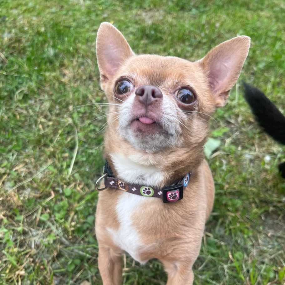 Schwarzer Hund sitzt auf grünem Gras, Zunge herausgestreckt, trägt ein Geschirr.