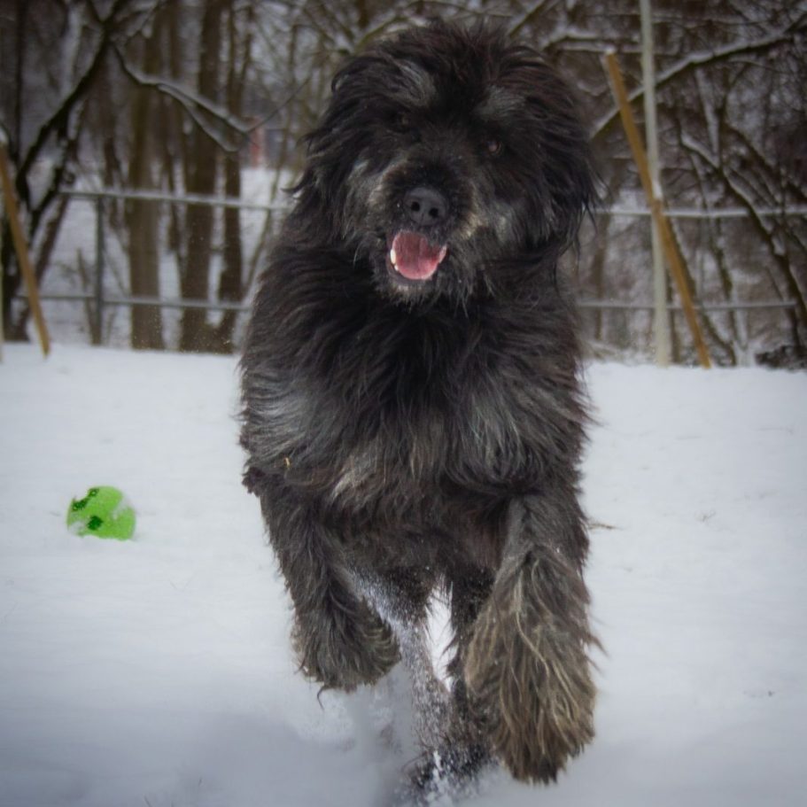 Rottweiler liegt entspannt auf dem Boden mit Laub im Park.