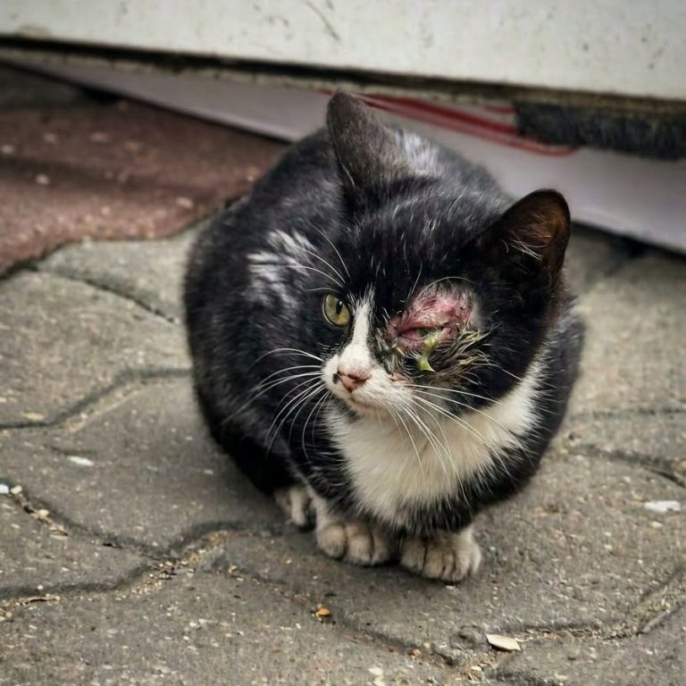 Eine grau getigerte Katze mit ihren drei Kitten in einem Körbchen.