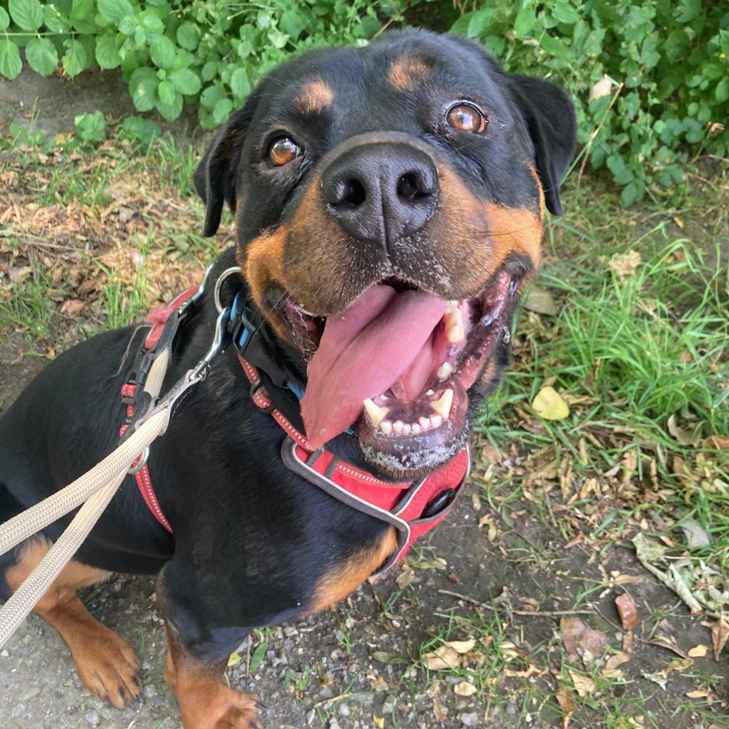 Rottweiler liegt entspannt auf dem Boden mit Laub im Park.