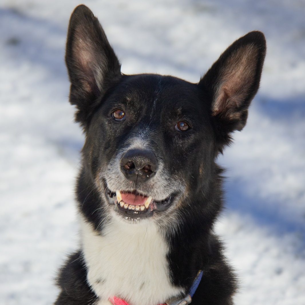 Schwarz-weißer Hund mit offenem Mund, in einem grünen, bewaldeten Umfeld.