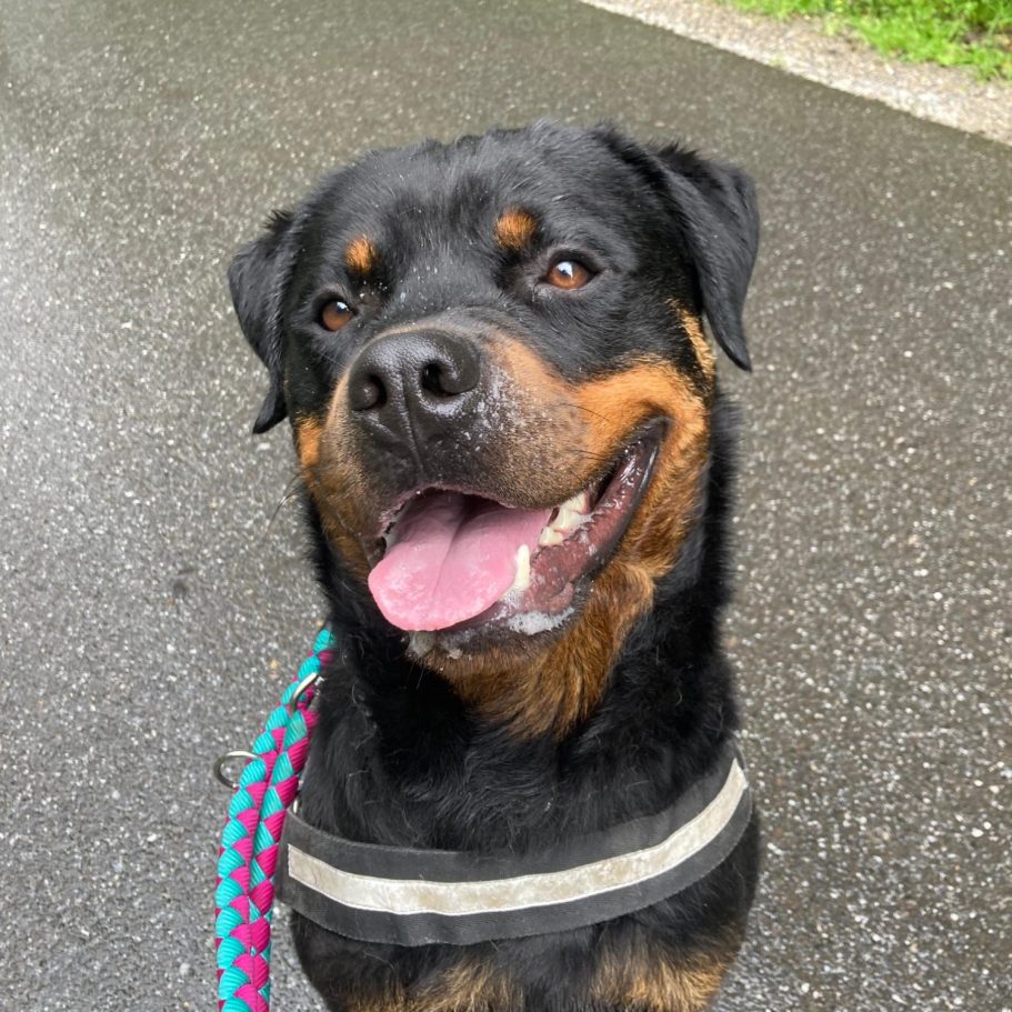 Ein lächelnder Rottweiler mit buntem Geschirr auf einem nassen Weg.