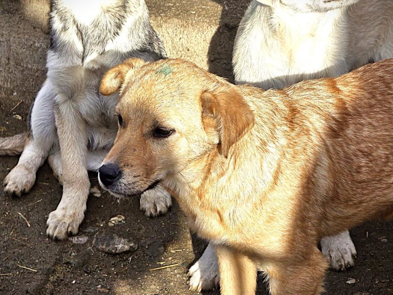 Ein junger, brauner Hund mit einer Farbmarkierung am Kopf steht vor anderen Hunden im Freien.
