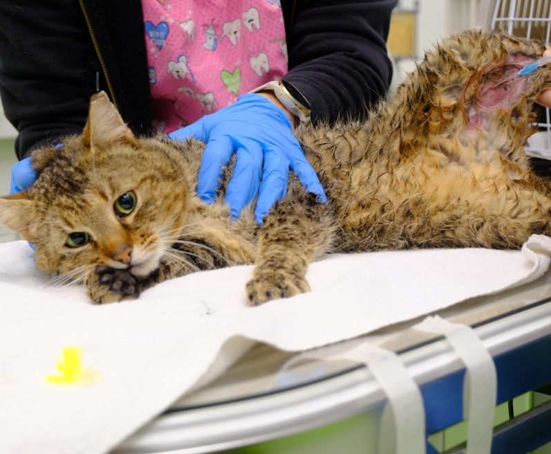 Ein weiß-orangefarbener Kater liegt in einer Transportbox und schaut heraus.
