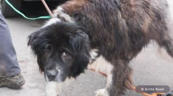 Ein schmutziger, großer Hund mit langen, lockigen Fell und braunen Augen.