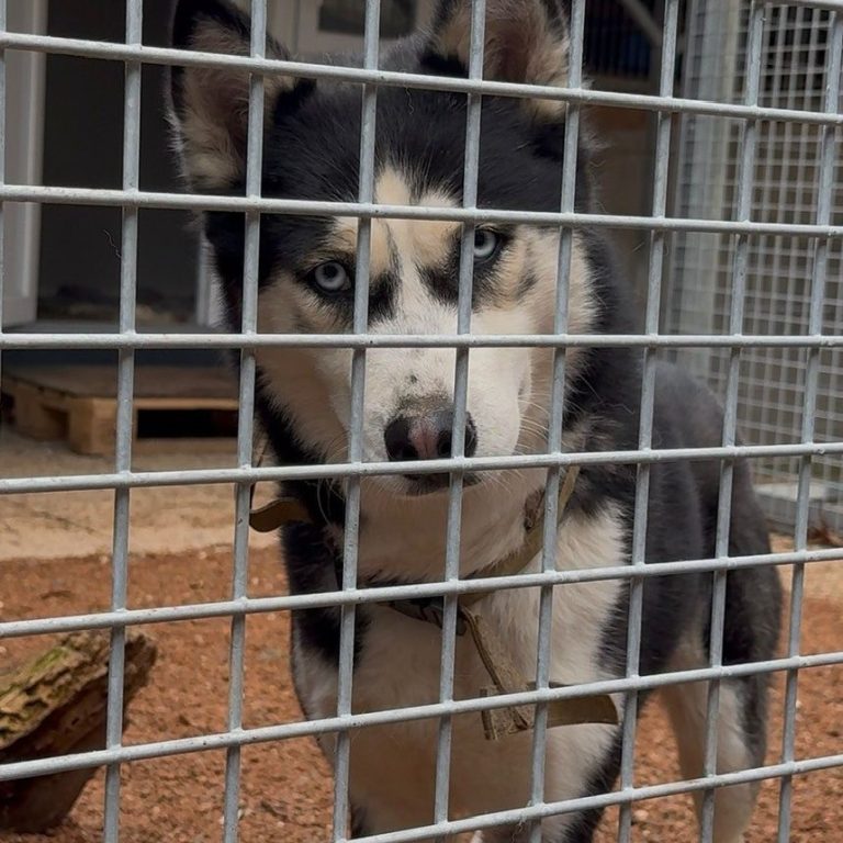 Ein Husky mit blauen Augen steht hinter einem Gitter.