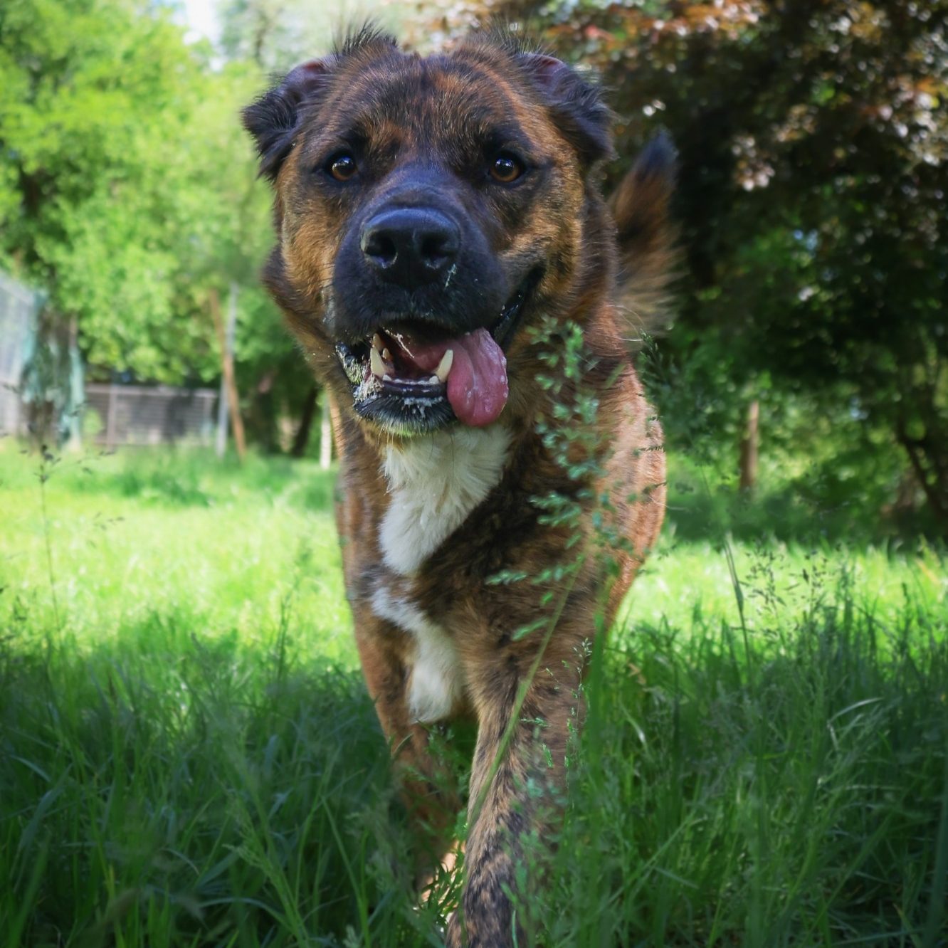 Rottweiler liegt entspannt auf dem Boden mit Laub im Park.