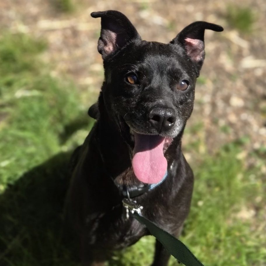 Rottweiler liegt entspannt auf dem Boden mit Laub im Park.