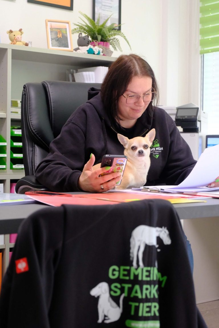 Frau sitzt am Schreibtisch mit Chihuahua auf dem Schoß, Smartphone in der Hand.
