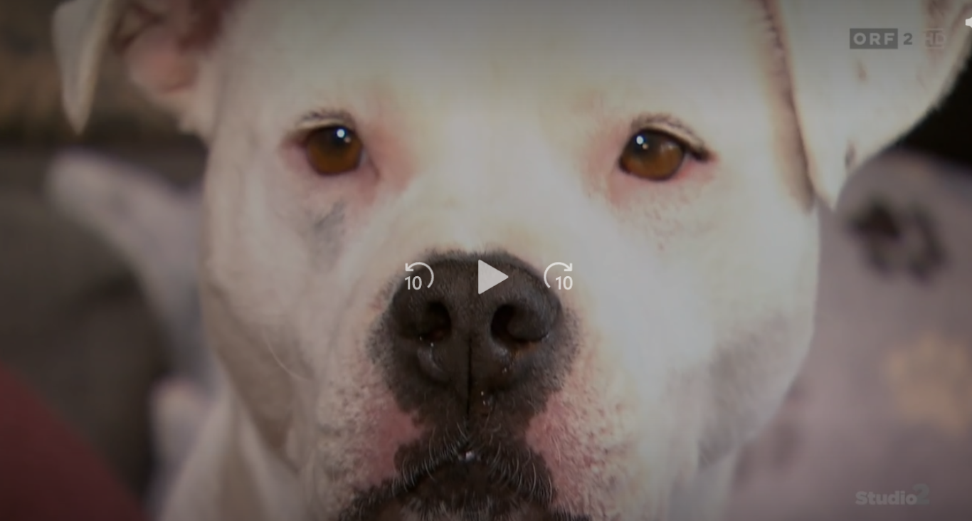 Beitrag Studio 2: Tier der Woche:Misshandelter Hund findet neues Zuhause Weißer Hund mit braunen Augen, der direkt in die Kamera schaut.