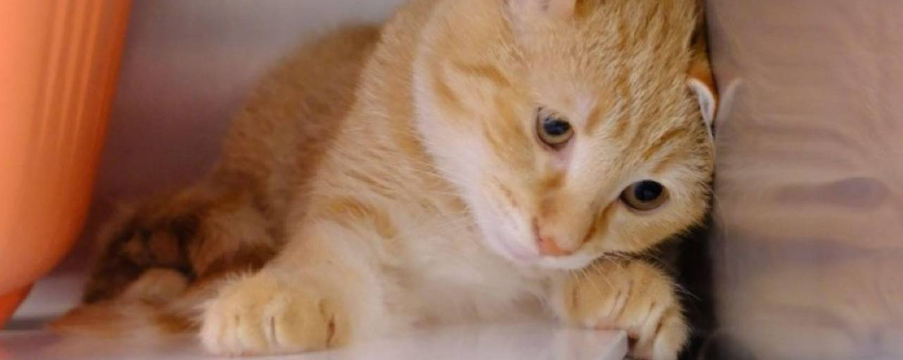 Ein neugieriger, orangefarbener Kater liegt entspannt auf einer Oberfläche.