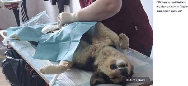 Artikel über das Kastrationsprojekt der Arche Noah. Ein Hund liegt auf einem Tisch und wir operiert.