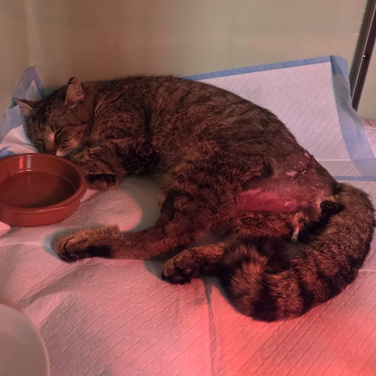 Zwei Katzen, eine orange-weiße und eine getigerte, kuscheln eng zusammen.