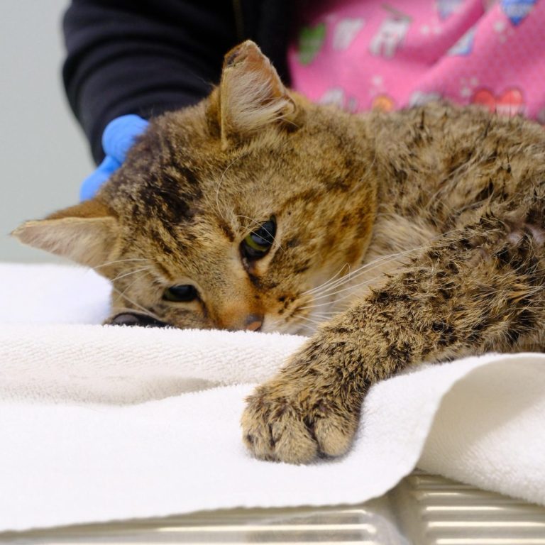 Ein orangefarbener Kater liegt auf einem Kissen und schaut traurig nach unten.