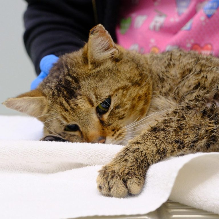 Eine Tierärztin untersucht eine orange-weiße Katze mit einem verletzten Gesicht.