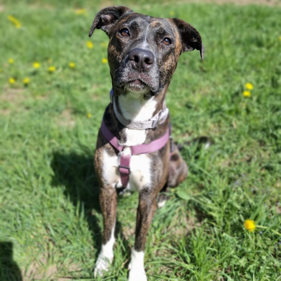 Ein gestromter Hund steht in hohem Gras und schaut aufmerksam in die Ferne.