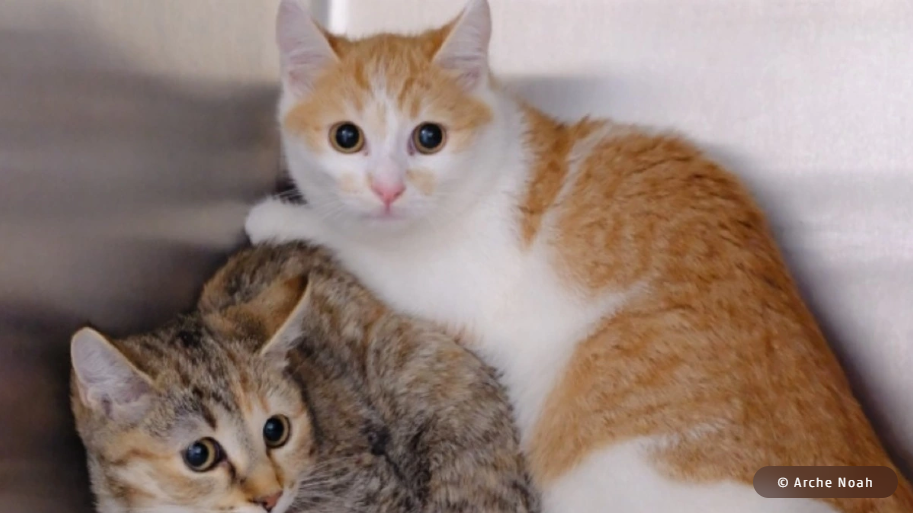 Zwei Kätzchen liegen eng beieinander, eines orange-weiß, das andere grau-getigert.