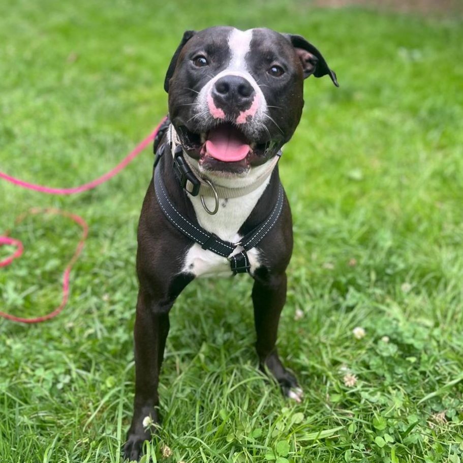 Ein fröhlicher Siberian Husky steht auf einer Wiese und schaut in die Kamera.