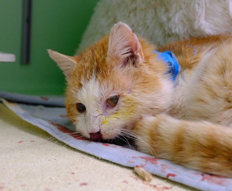 Notfall 23 Katzen - Tierheim Arche Noah Graz - Aktiver Tierschutz Austria Ein weiß-orangefarbener Kater liegt in einer Transportbox und schaut heraus.