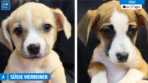 Zwei Welpen mit unterschiedlichen Fellfarben und Mustern, einer beige, der andere braun und weiß.