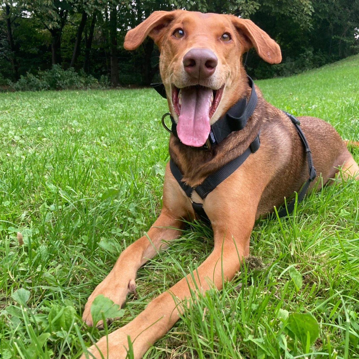 Rottweiler liegt entspannt auf dem Boden mit Laub im Park.