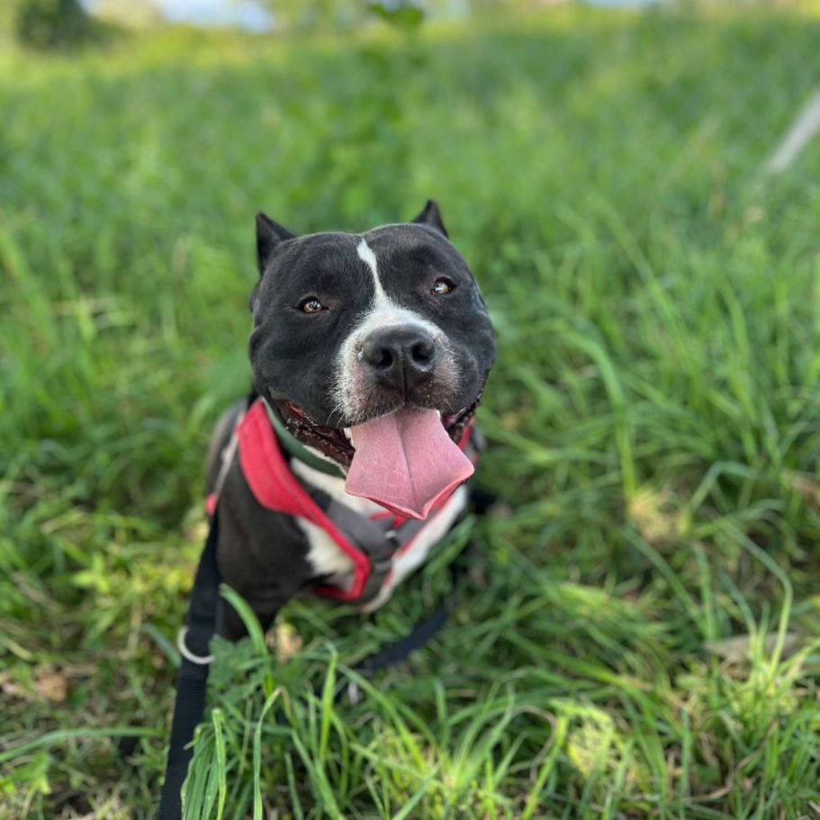 Ein freundlicher schwarzer und weißer Hund sitzt auf Gras und schaut fröhlich in die Kamera.