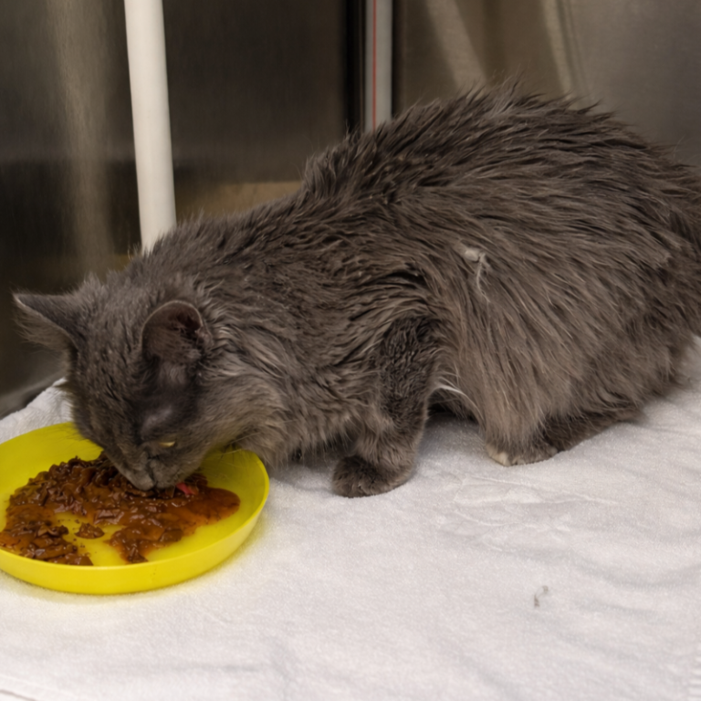 Graue, dünne Katze, mit struppigem Fell frisst aus einem gelben Napf auf einem weißen Tuch.