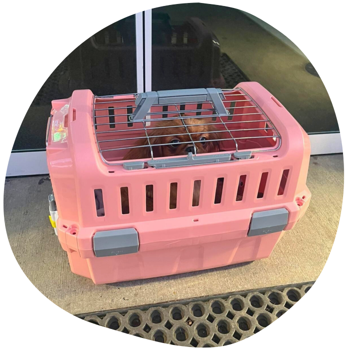 Rosa Transportbox für Tiere mit Gitter und kleinem Welpen Elsa vor der Tür des Tierheims Arche Noah in Graz.