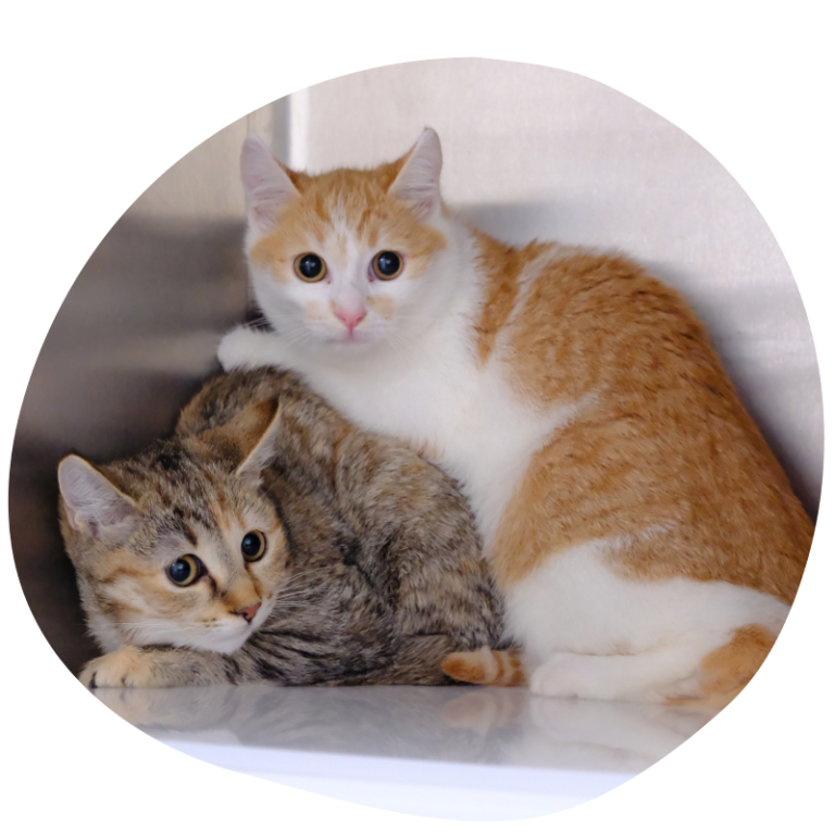 Zwei Katzen, eine orange-weiße und eine getigerte, kuscheln eng zusammen.