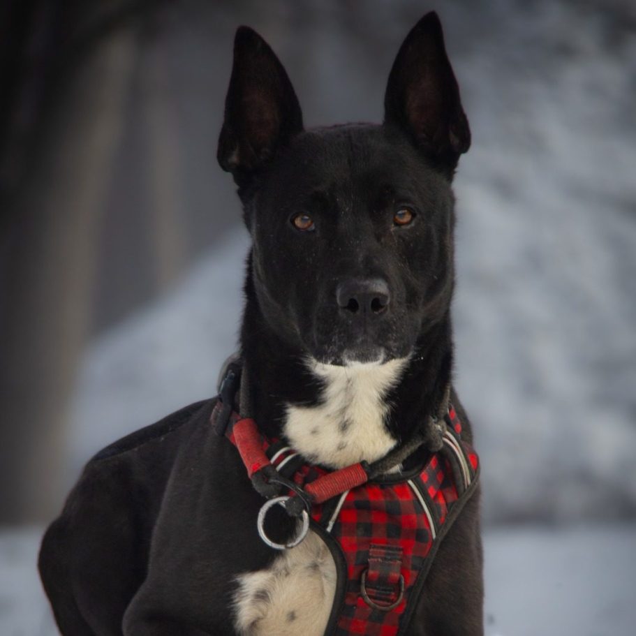 Schwarz-weißer Hund mit offenem Mund, in einem grünen, bewaldeten Umfeld.