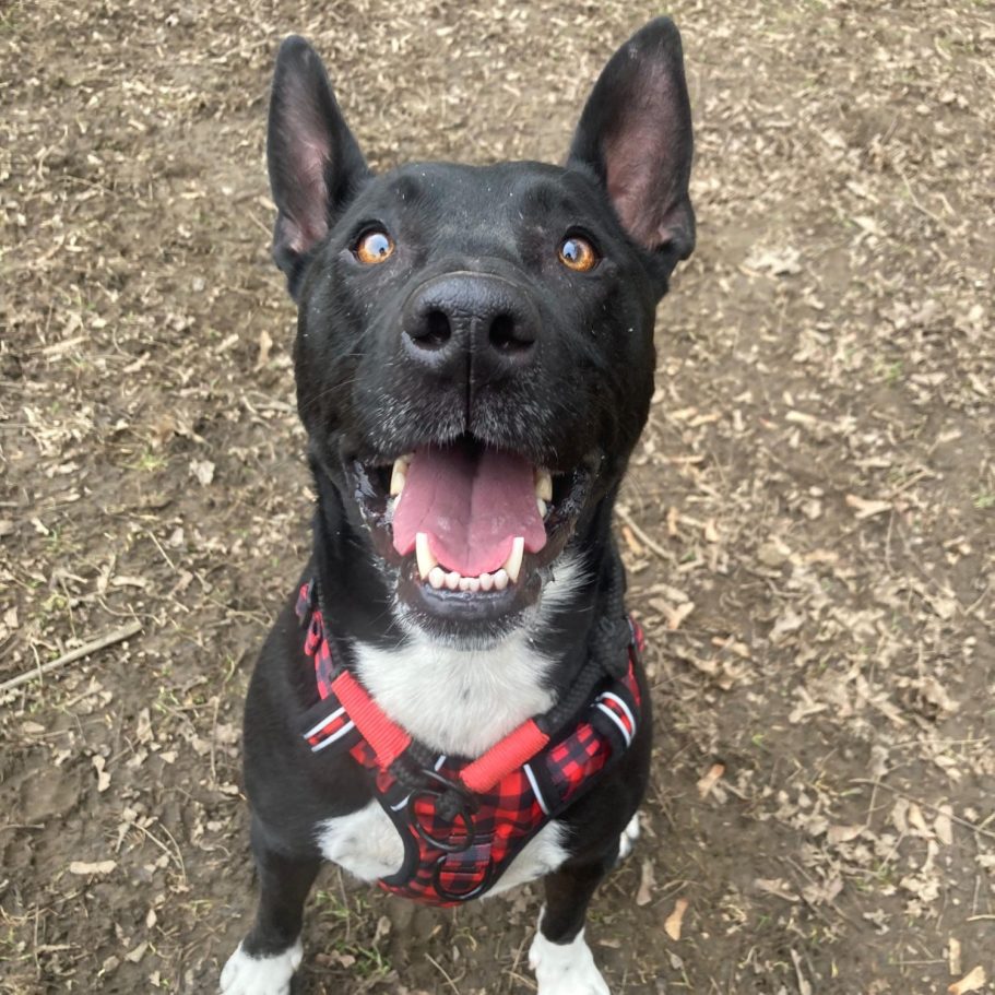 Schwarz-weißer Hund mit offenem Mund, in einem grünen, bewaldeten Umfeld.