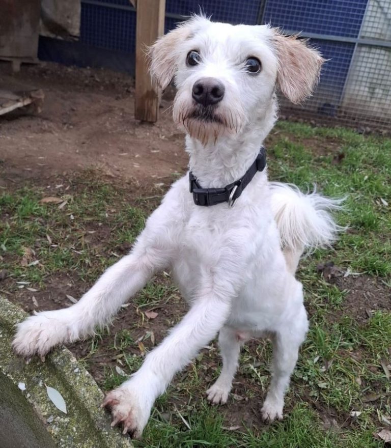 Weißer Tierheimhund 'Wilhelm' mit kurzen Haaren, der auf einer niedrigen Mauer steht und neugierig schaut.