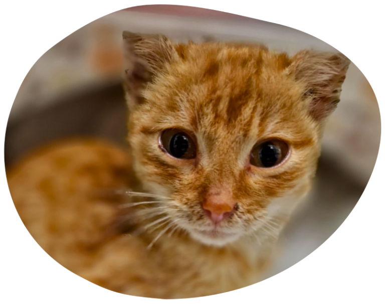 Kleine orangefarbene Katze Findus mit großen Augen, schaut neugierig.