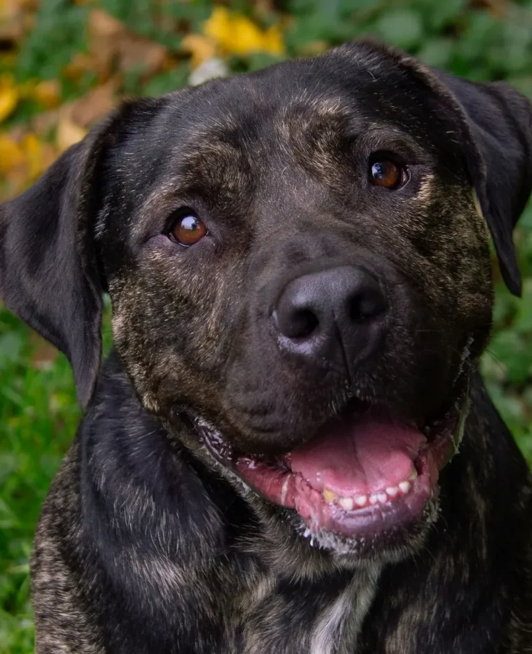 Ein braun gestreifter Hund schaut freundlich und fröhlich in die Kamera.