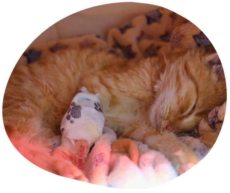 Kätzchen Findus schläft stark geschwächt, mit Infusion, auf einer weichen, bunten Decke.