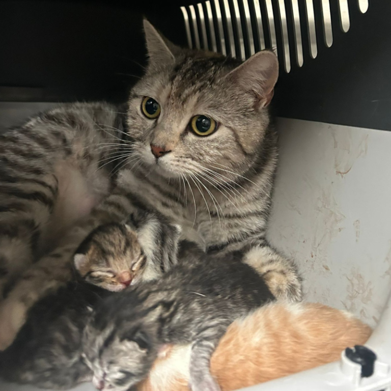 Eine graue Katze mit ihren Kätzchen in einem Transportkäfig.