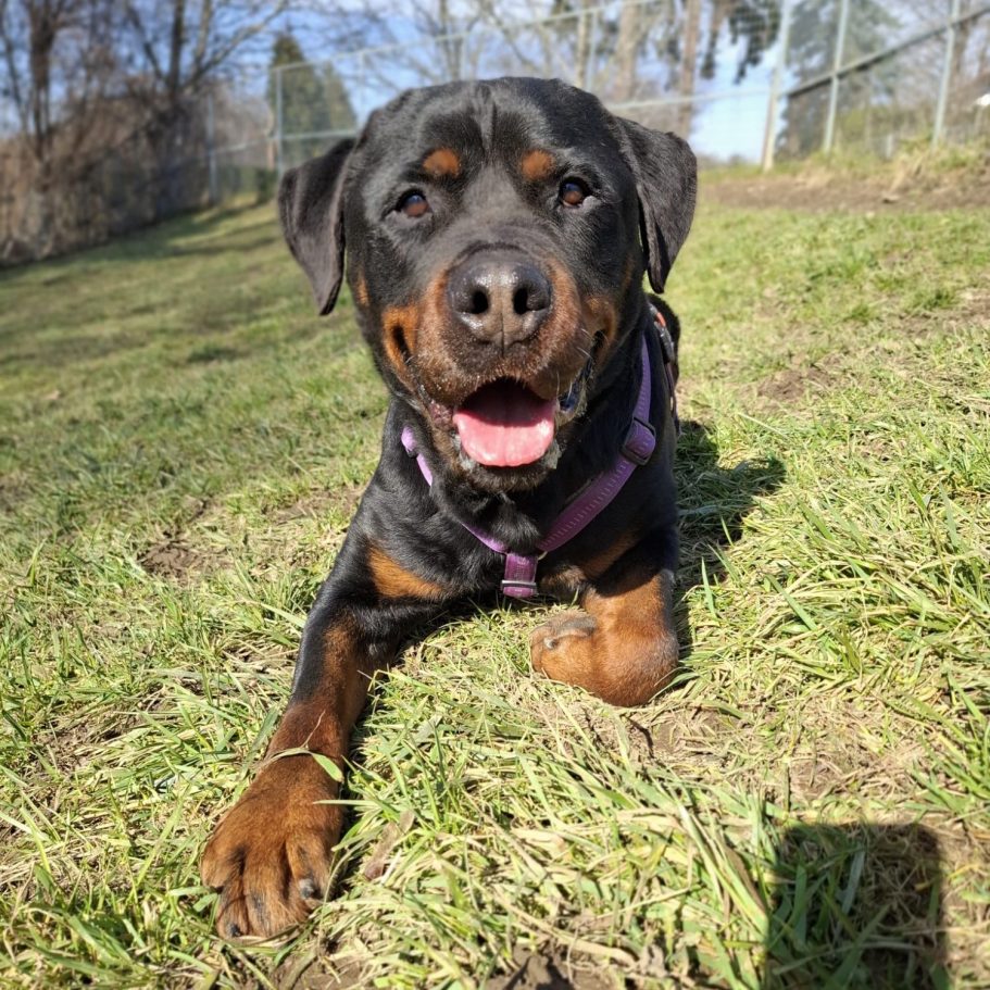 Schwarz-weißer Hund mit offenem Mund, in einem grünen, bewaldeten Umfeld.